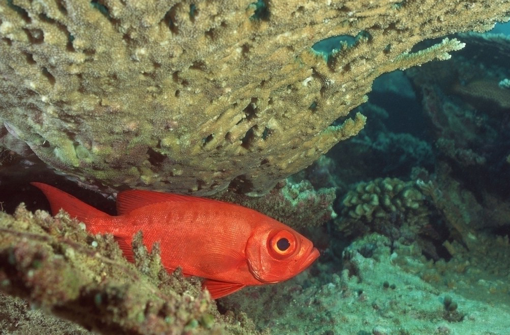 Рыбы из красной море