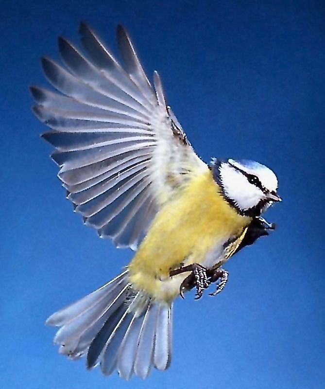 Красивые Фото Птиц В Полете