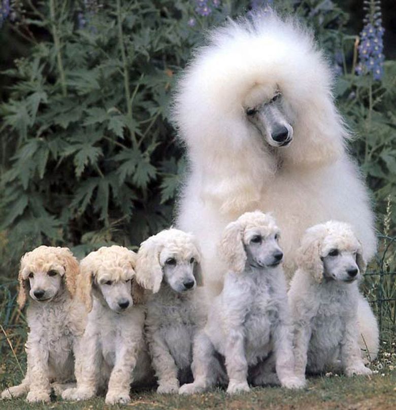 Фото собак разных пород больших собак